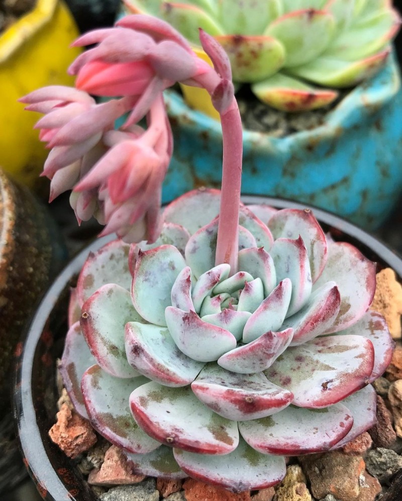 红月 Echeveria 'Red Moon'