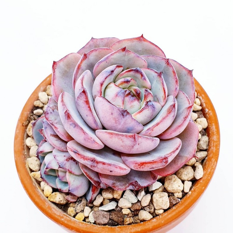 红月 Echeveria 'Red Moon'