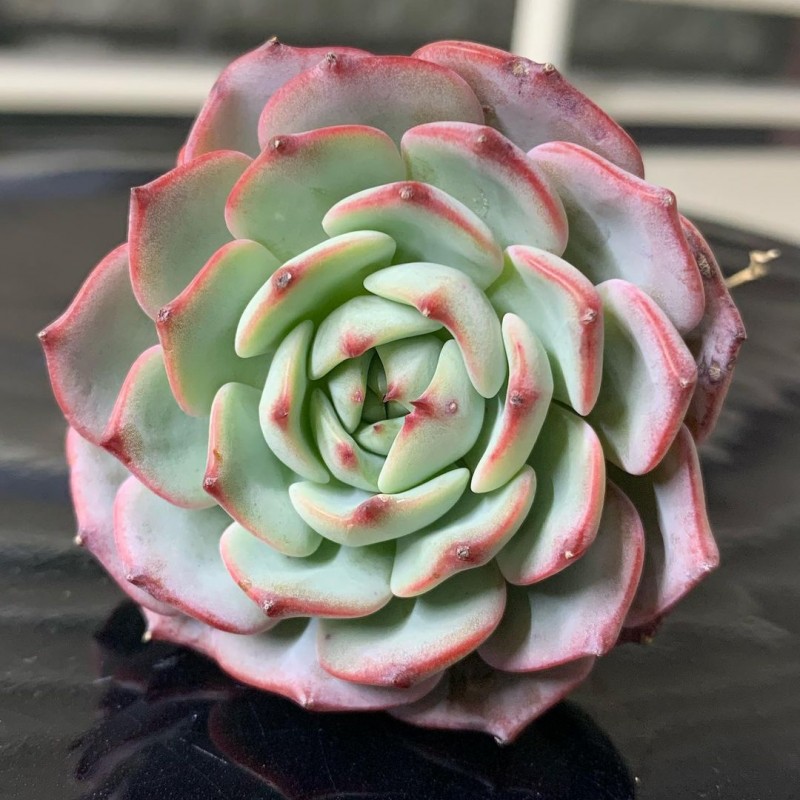 红月 Echeveria 'Red Moon'