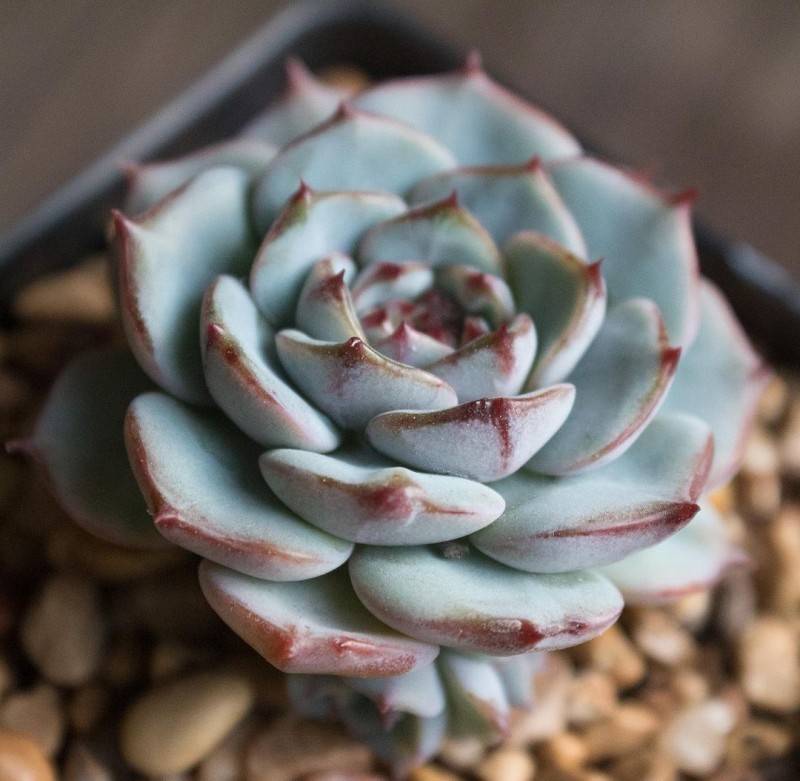 红月 Echeveria 'Red Moon'