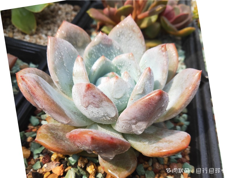 橙梦露
