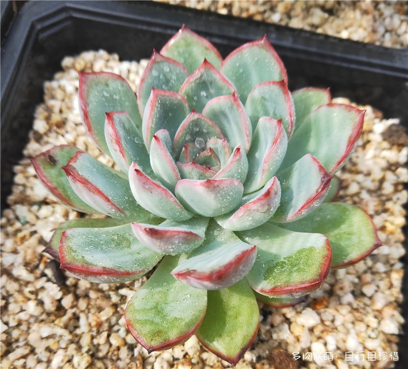 荷花？花月夜？
