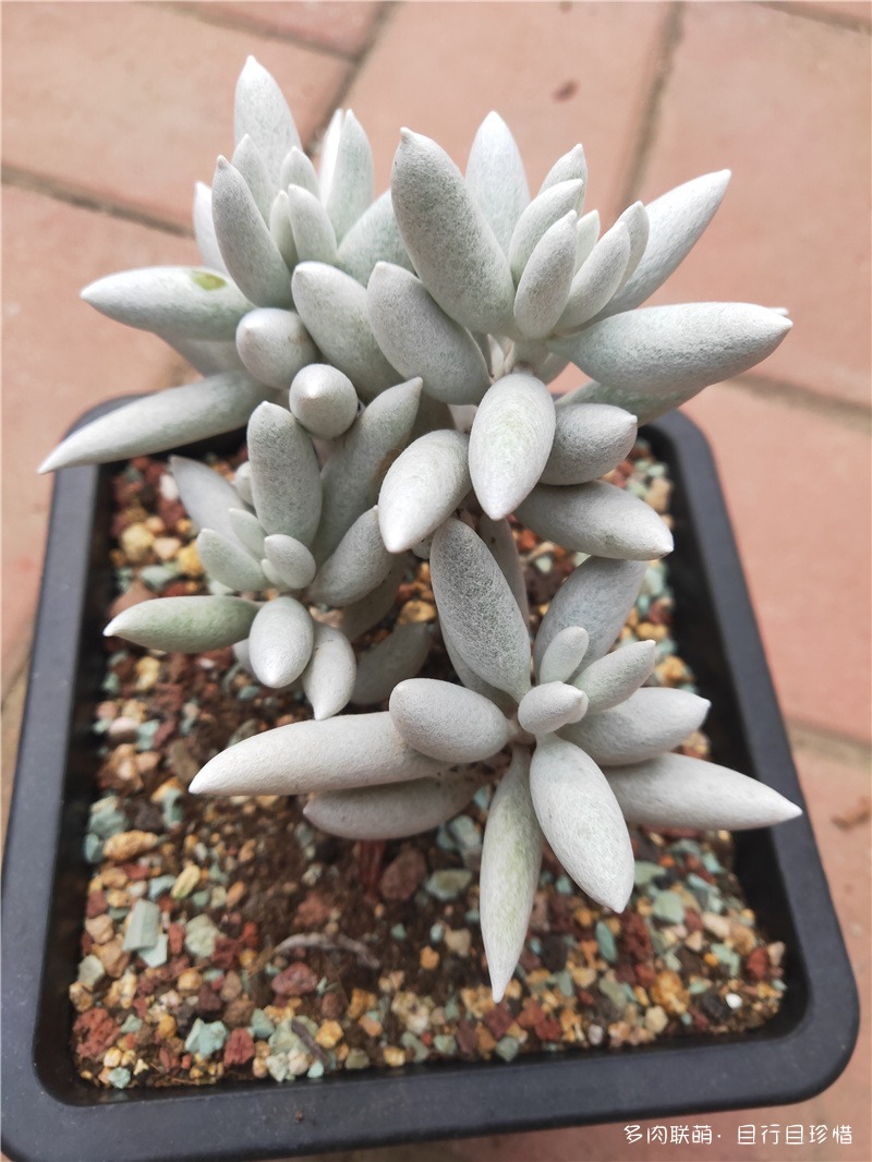 银月