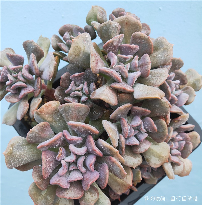 雪精灵