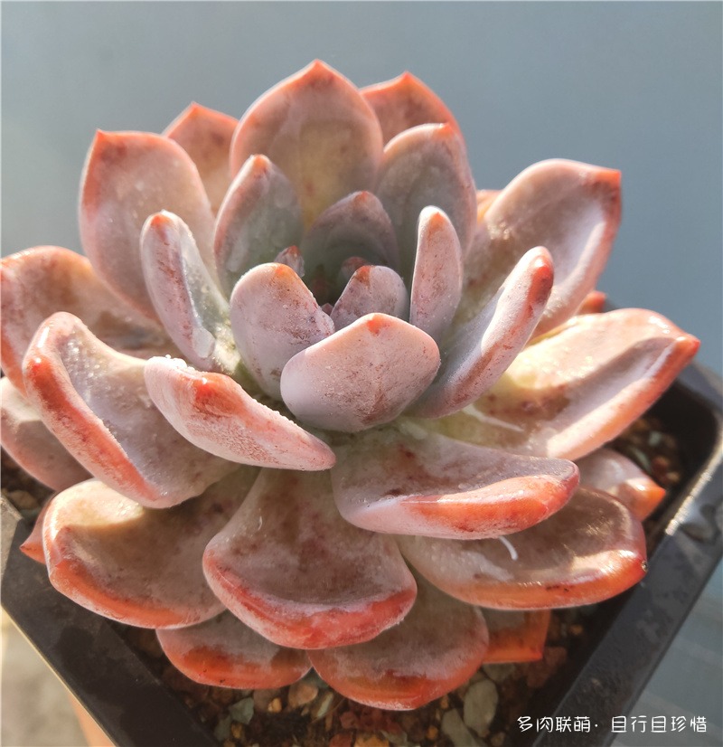 橙梦露