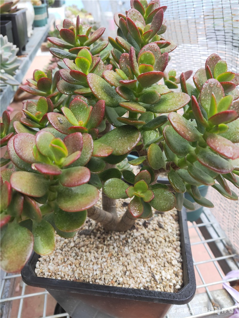 姬红花月