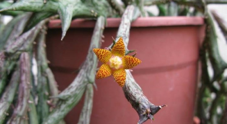 玲珑豹皮花 Orbea schweinfurthii