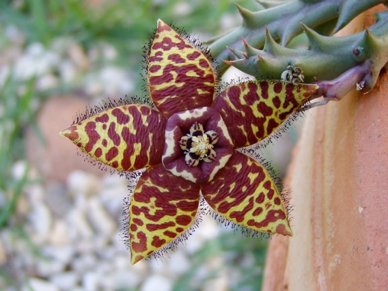 柠檬豹皮花 Orbea semota