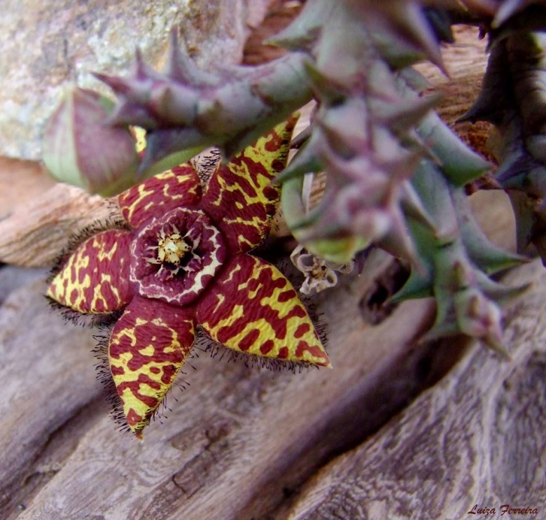 柠檬豹皮花 Orbea semota