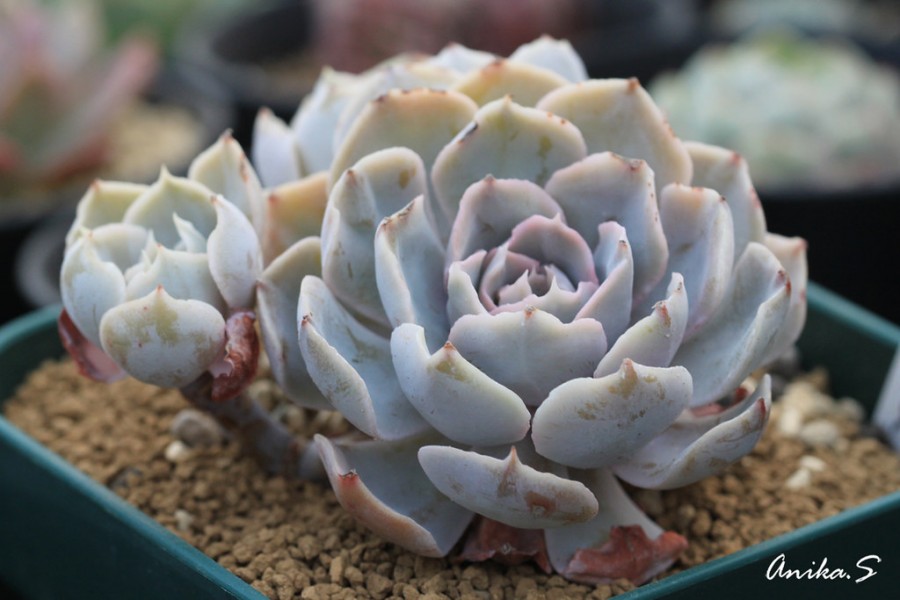 西比拉 Echeveria 'Sibil.la'