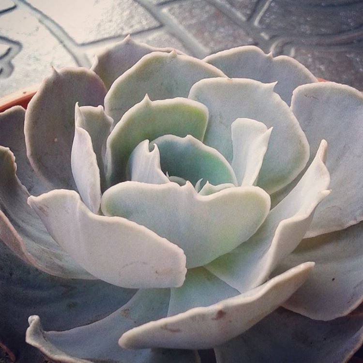 西比拉 Echeveria 'Sibil.la'