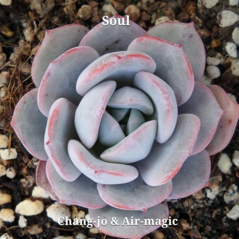 Echeveria 'Soul' 灵魂