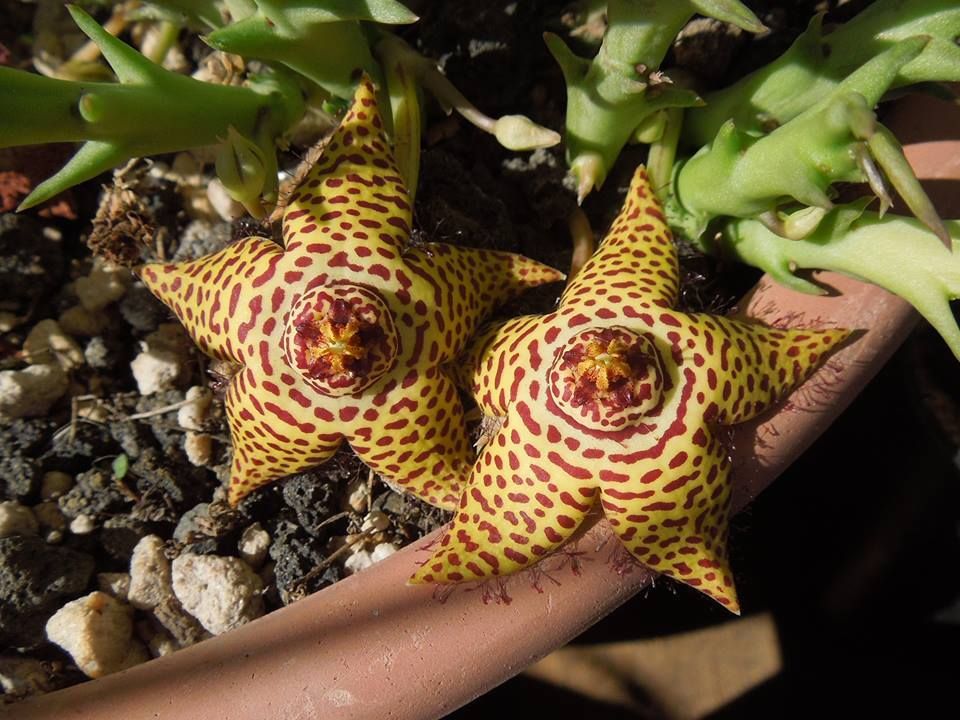 丽斑豹皮花 Orbea speciosa