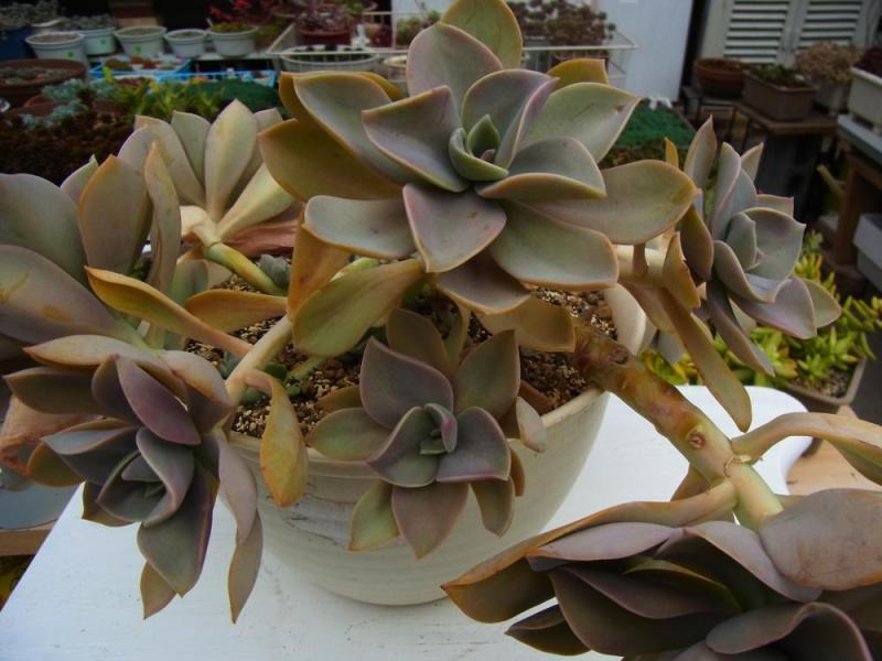 桃月 ×Graptoveria 'Momotsuki' 