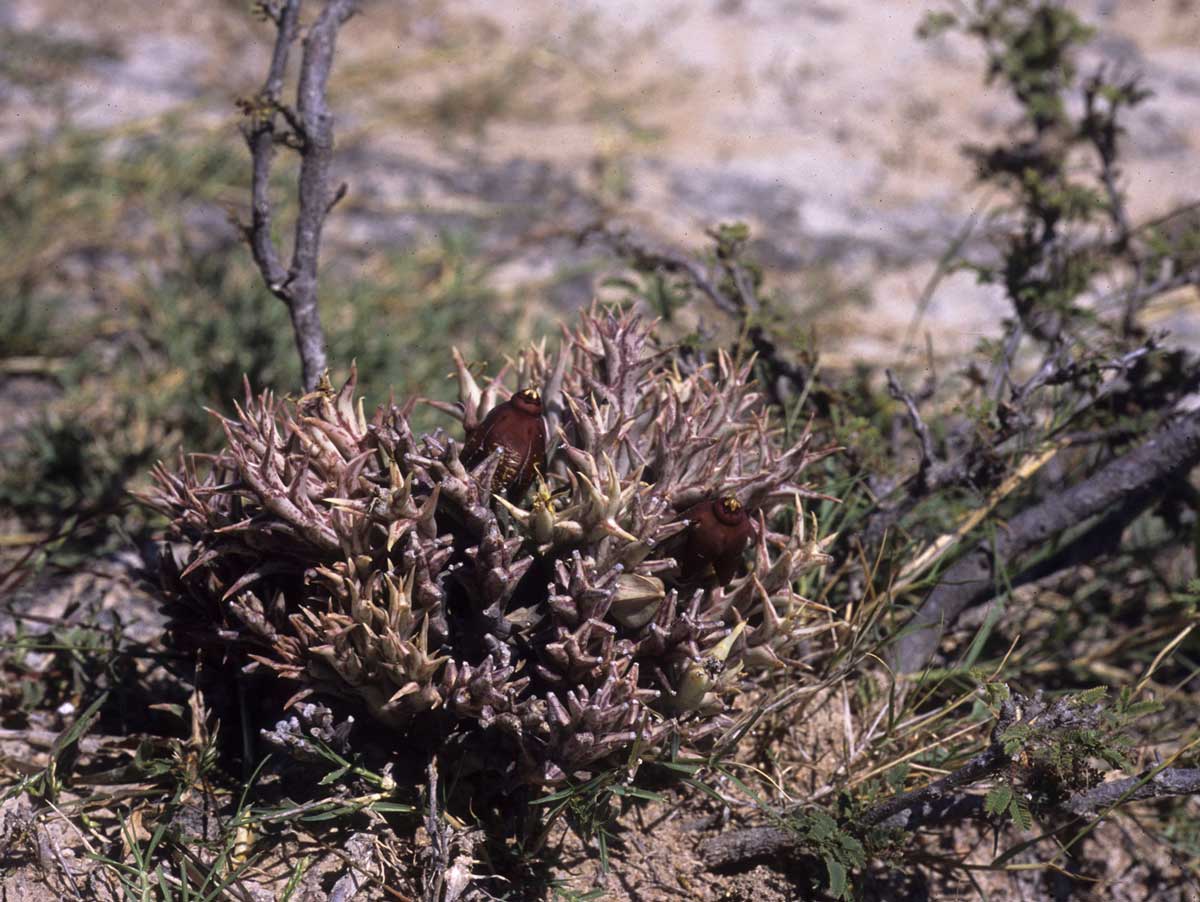 章鱼豹皮花 Orbea umbracula