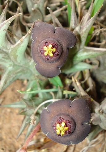 章鱼豹皮花 Orbea umbracula