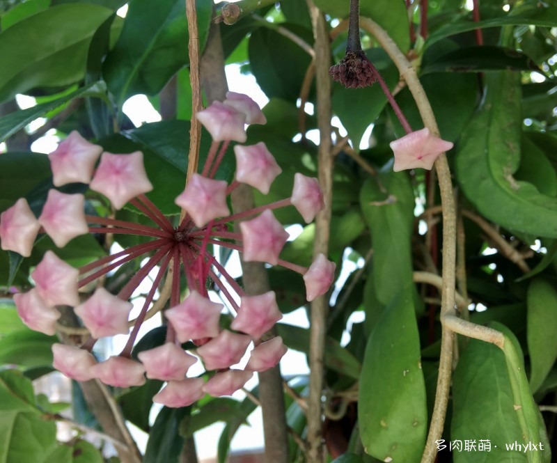 适合广东的多肉球兰