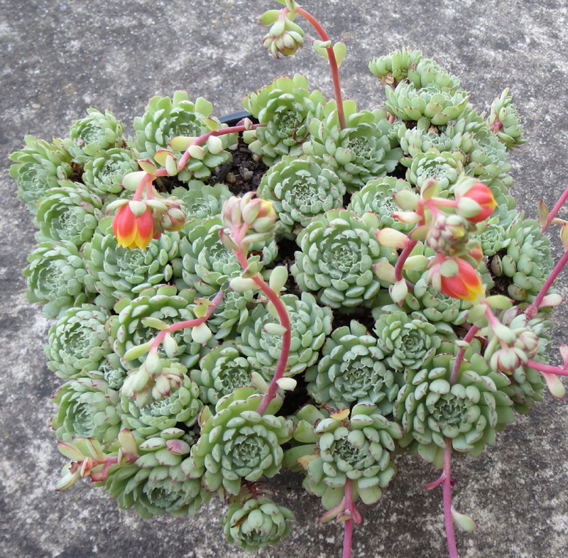 小红衣 Echeveria 'Vincent Catto'