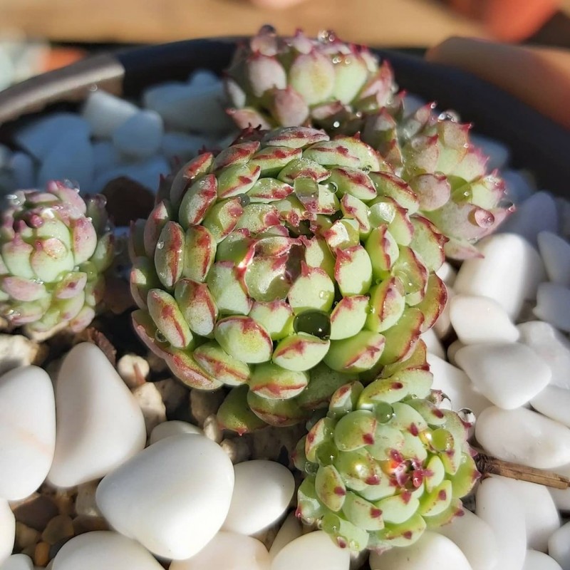 小红衣 Echeveria 'Vincent Catto'