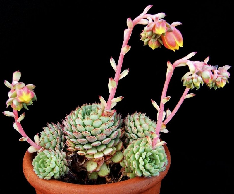 小红衣 Echeveria 'Vincent Catto'