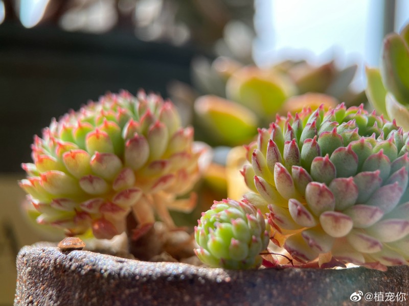 小红衣 Echeveria 'Vincent Catto'