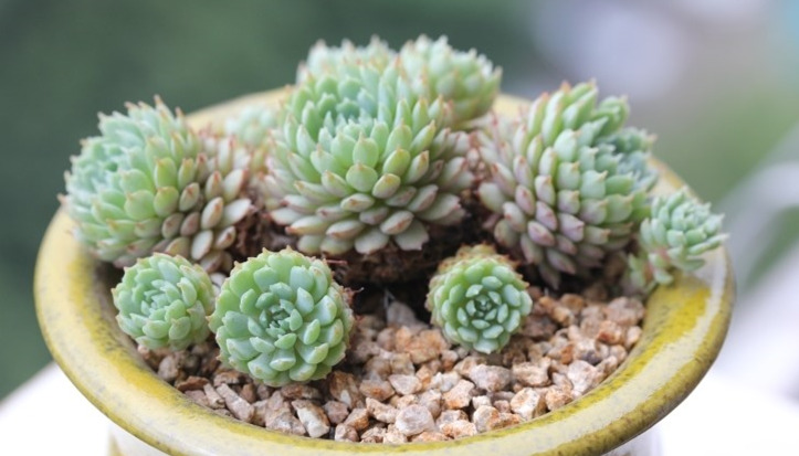 小红衣 Echeveria 'Vincent Catto'