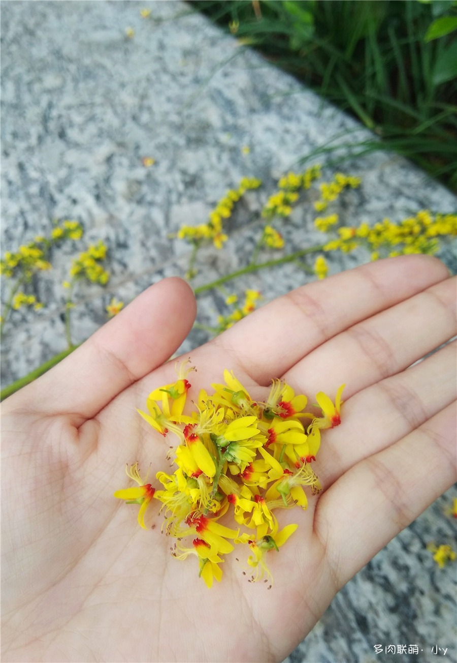 栾树的花