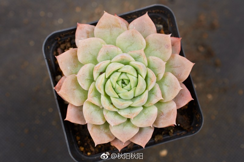 雪花之爱 Echeveria 'Love of Snow Flower'