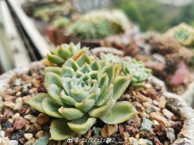 雪花之爱 Echeveria 'Love of Snow Flower'