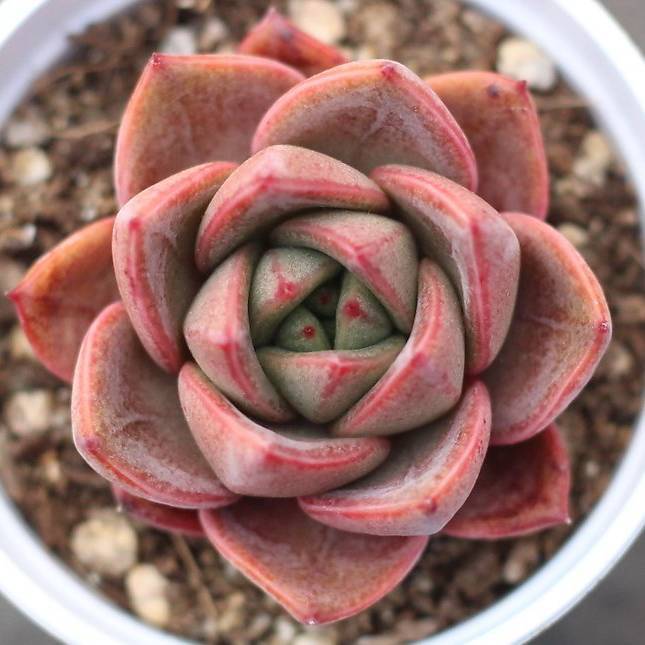 雪山 Echeveria 'Snow Mountain'