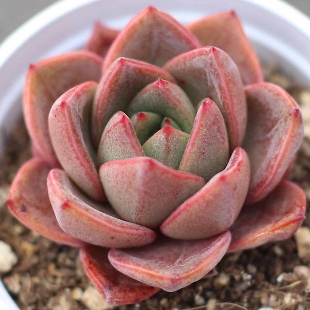 雪山 Echeveria 'Snow Mountain'