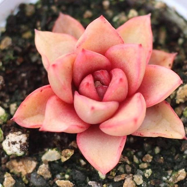 雪山 Echeveria 'Snow Mountain'