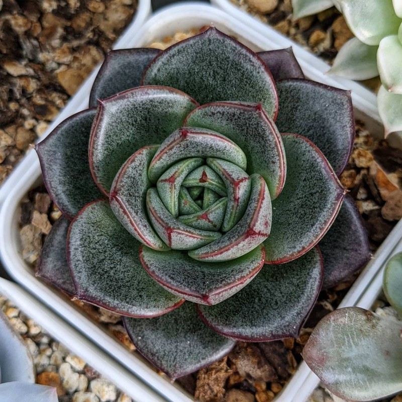 雪山 Echeveria 'Snow Mountain'