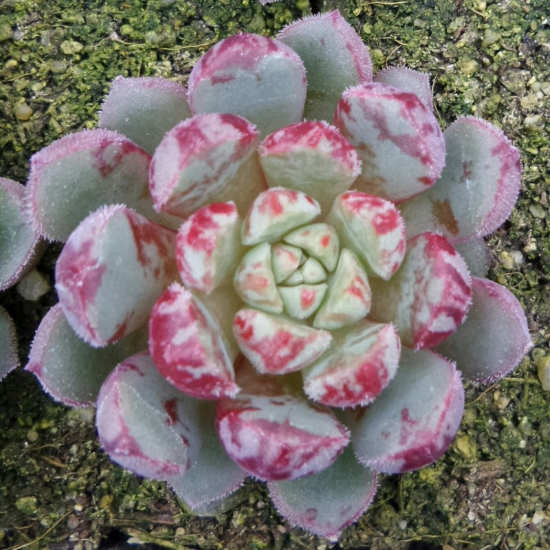 夜曲 Echeveria 'Nocturne'