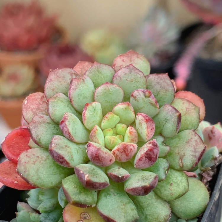 夜曲 Echeveria 'Nocturne'