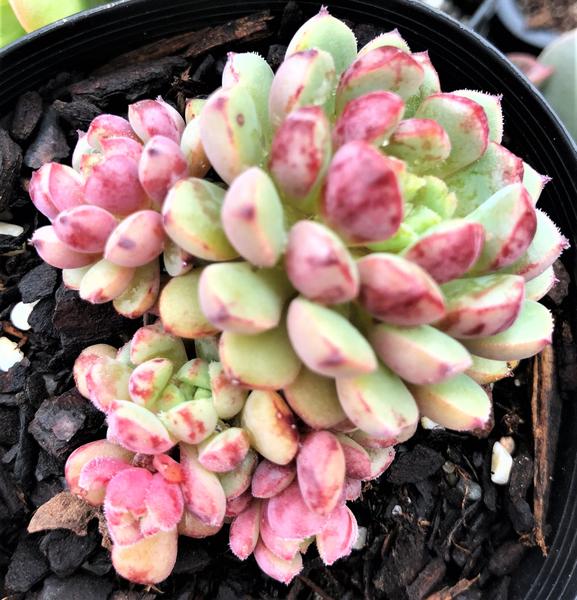 夜曲 Echeveria 'Nocturne'