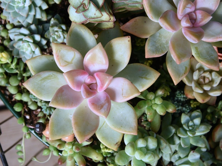 樱月 Graptopetalum 'Sakuraduki'