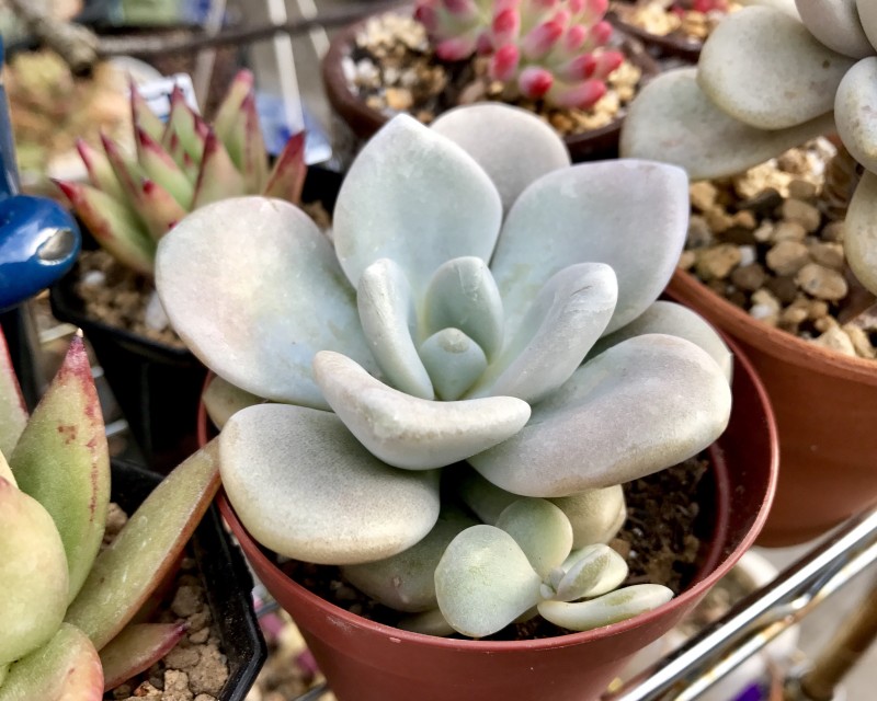 月下牡丹 ×Graptoveria 'Gekkabotan'