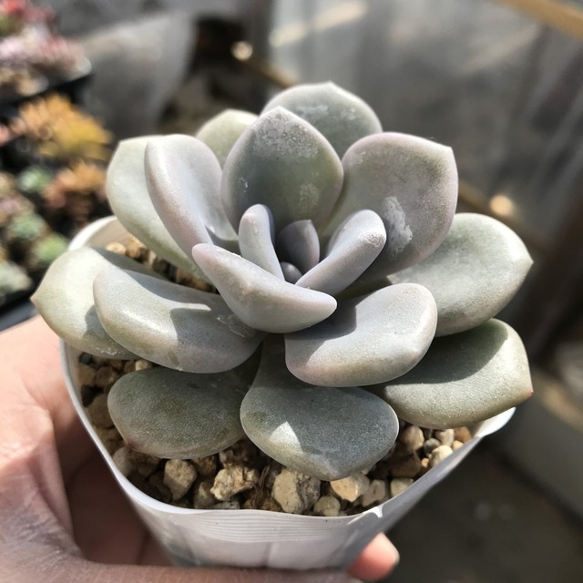 月下牡丹 ×Graptoveria 'Gekkabotan'