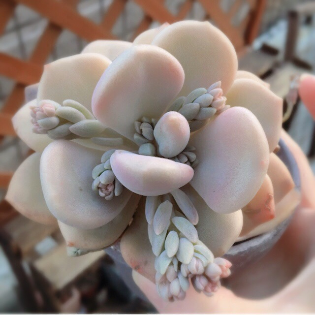 月下牡丹 ×Graptoveria 'Gekkabotan'