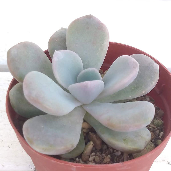 月下牡丹 ×Graptoveria 'Gekkabotan'