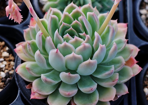 月影之宵 Echeveria 'Tsukikage-no-yoi'