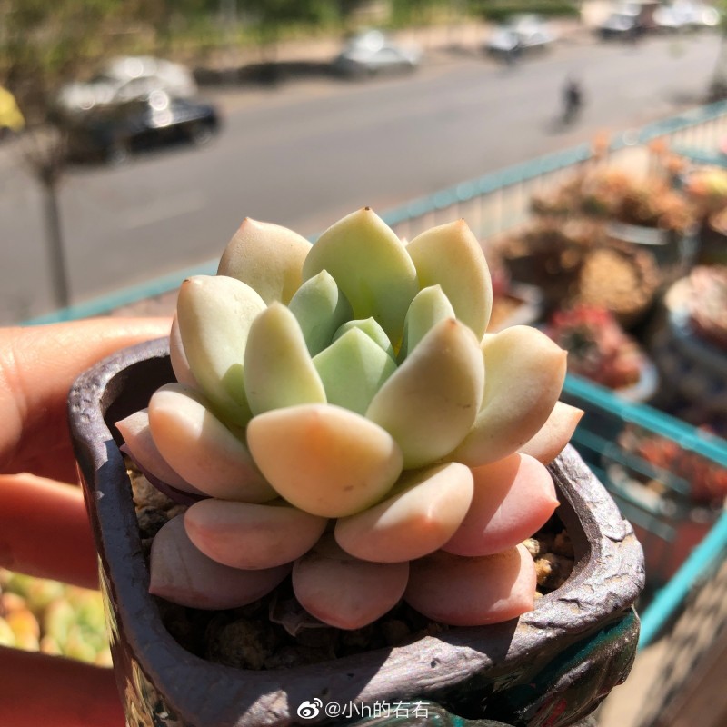 玉兔 Echeveria 'Jade Rabbit'