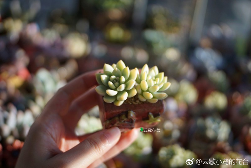 玉兔 Echeveria 'Jade Rabbit'