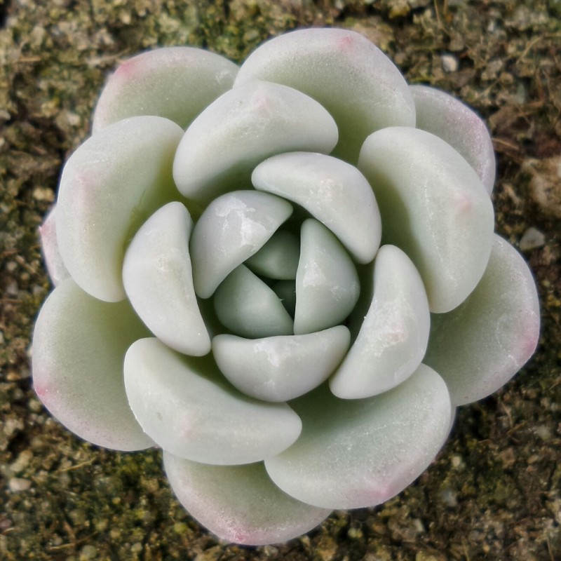 玉兔 Echeveria 'Jade Rabbit'