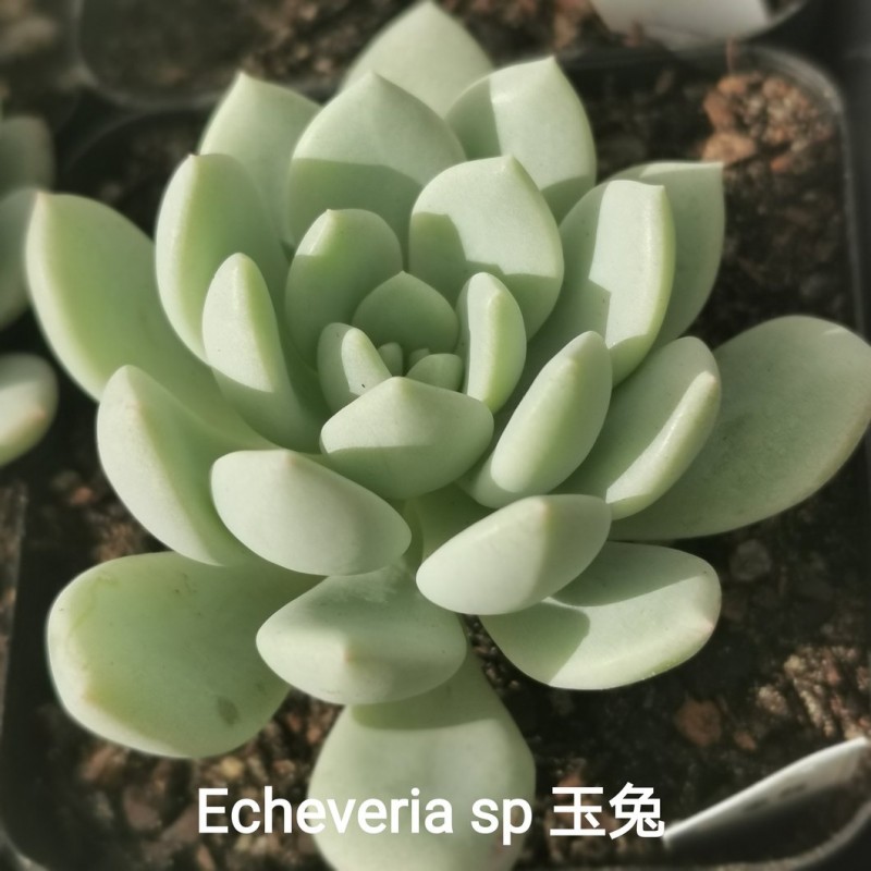 玉兔 Echeveria 'Jade Rabbit'