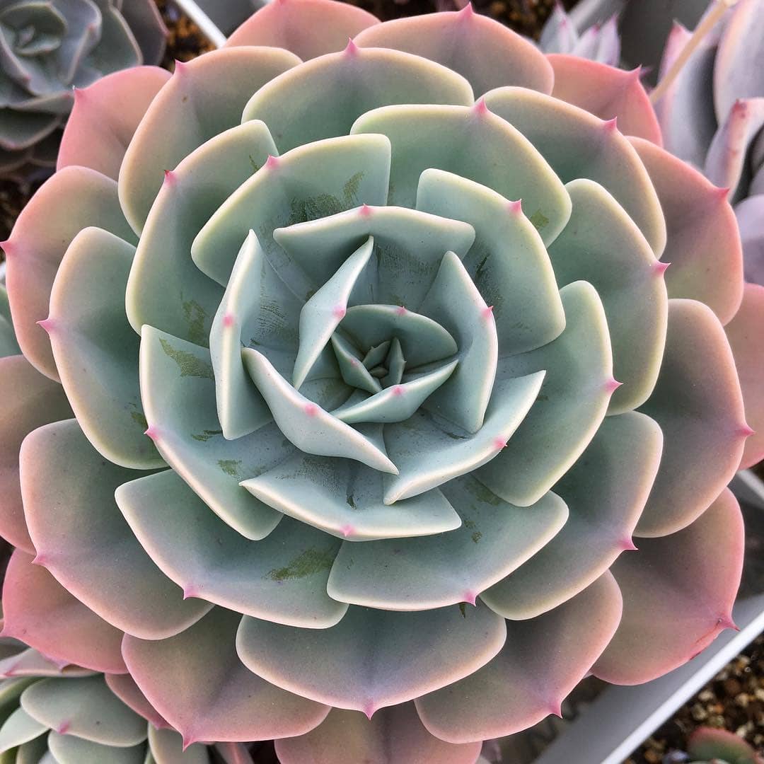花车锦原始种 Echeveria 'Zahnii'