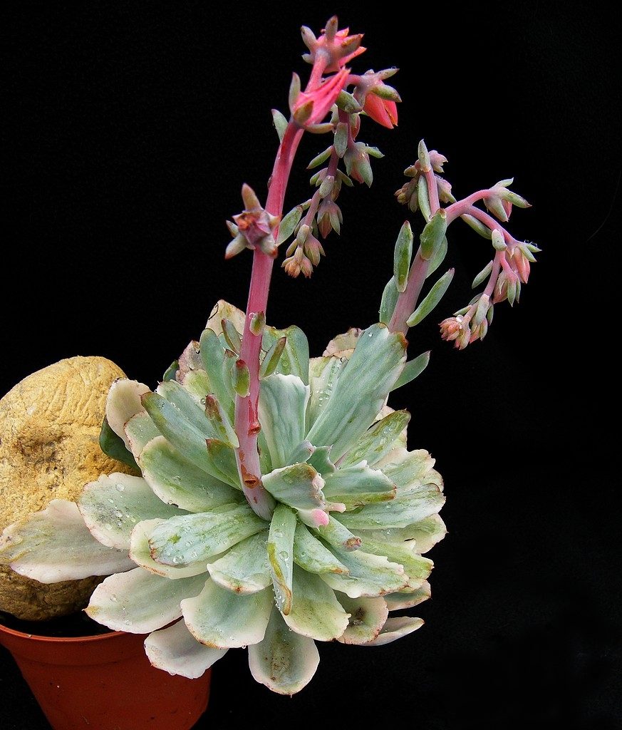 花车锦原始种 Echeveria 'Zahnii'