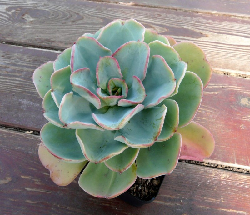 花车锦原始种 Echeveria 'Zahnii'