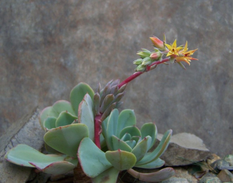 花车锦原始种 Echeveria 'Zahnii'